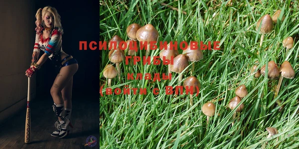 сатива Заводоуковск
